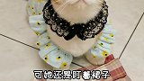 我的猫竟然以为孩子是跟我生的！！还想儿女双全！动物图鉴 最像人的小猫咪