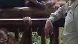 动物园看到这一幕，简直太滑稽了，饲养员你是来搞笑的吗