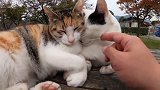 家里没有暖气，猫咪只能挤在一起取暖