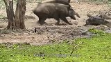 鳄鱼偷袭野猪，不料反被一群野猪教训，鳄鱼面子都没了