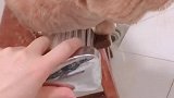 猫：洗澡不用沐浴露，能洗的干净吗！