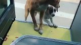 狗子：师傅我们想去趟城里！