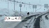 阿勒泰一家人驾车出行偶遇“雪狼”