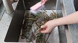 今天做一道干锅螃蟹龙虾，哥哥大喊好肥拿大碗装来吃，看着都馋