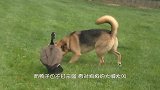 猫咪无意跑进羊群，面对这么多羊的围观，神奇的事情发生