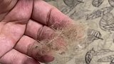 我家狗子就不怎么掉毛