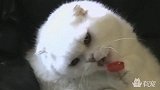 史上最魔性的舌头