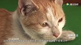 男子在野外发现一只绿色流浪猫，下一秒让人意想不到的事情发生了