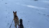 惠比特犬摘完嘴套后第一件事，就是先去咬田园犬一口！真的狗啊！