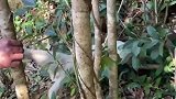 狗头被卡在铁管里无法动弹，窒息昏迷