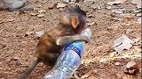 小猴子卢卡斯很渴，跑向游客要水，姐姐洛拉爱喝很多水！