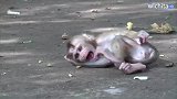 小猴子哭的真带劲，可能是饿了哦