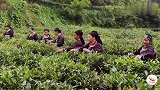 高山苗妹釆摘紫色茶叶，手工炒作出来的红茶味道怎么样，你喝过吗