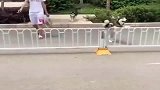 两只狗子过马路，区别这么大呢，哈士奇的风范再也看不见了！