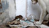 第一次看见老鼠背着10个孩子搬家，被老鼠这样的母爱给感动了