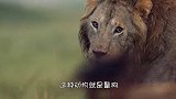 2头狮子咬断鬣狗后腿后，给鬣狗精神“折磨”，镜头拍下全过程！