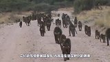 狒狒遭到狮子突袭，竟不慌不忙，下一秒“惨遭分尸”