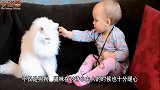 遇到这样的小主人，猫咪也是操碎了心，镜头拍下搞笑画面