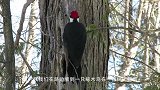 你们都被骗了！啄木鸟根本不是什么好鸟，今天就把事实真相告诉你