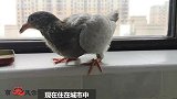 阳台养鸽子真不适合，太脏了，看主人是怎样做的