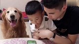 女主说小主不能看手机了，金毛立马出手，真是一家人