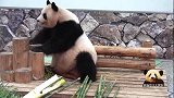 熊猫良浜扭动着220斤的身体魔性蹭痒，好喜感的画风，太萌了