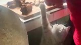 猫猫要肉吃的模样像不像小时候馋嘴的你