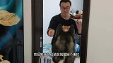 二哈看着眼前的烤鸭，近在咫尺却怎么都吃不到嘴里，快气疯了