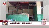 云南宁洱：10头野象进村 村民主动避让