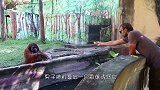 男子扔了一个香蕉给猩猩，下一秒，红毛猩猩的举动让人笑喷