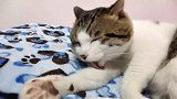 猫咪舔毛太投入，主人一直看它却被无视别打扰我打扮自己！