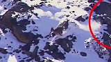 惊心动魄！雪豹史诗级坠崖捕猎，要么饿死要么拼死一搏