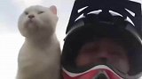 第一次坐摩托的猫，VS第N次坐摩托的猫