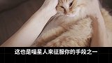 猫咪是如何一步一步征服你的？猫猫的小心机 萌宠出道计划