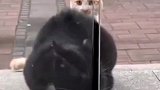 黑猫打不开门，身后的橘猫不停扇黑猫屁墩儿