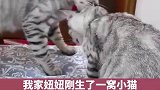 猫咪也会一孕傻三年
