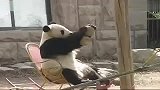 [搞笑]熊猫坐摇椅很霸气有木有