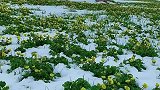伊犁那拉提冰雪和山花相恋啦
