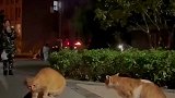 大学校园内两只猫吵架目击者