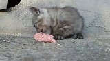 失去妈妈的小奶猫住在墙洞，找不到食物快饿死了，怎么办