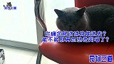 主人用纸盒给猫们做漂亮城堡，胖公猫不乐意了：不带这么欺辱喵的
