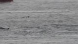 普利茅斯河上发现海豚群，非常漂亮