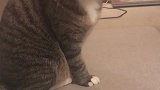 猫：铲屎的，你老是盯着我看干嘛啊！