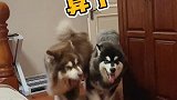 体贴还得小棉袄