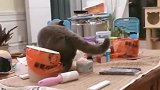猫：你给我走开点，你是狗，不能上桌子的！