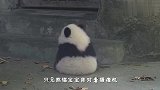 熊猫宝宝因越狱被罚面壁思过，熊猫：我也没出去啊！天理何在！