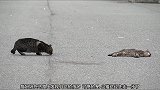 小猫咪躺在路上一动不动，猫妈妈发现后，走过去检查