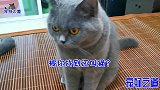 两只小猫把小公猫当妈妈，小公猫竟十分享受，呆萌的眼神太可爱