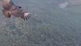 在空中与猛禽近距离接触