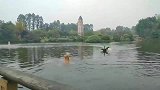 狗生太艰难了，金毛下河游泳就遭到了黑天鹅的毒打